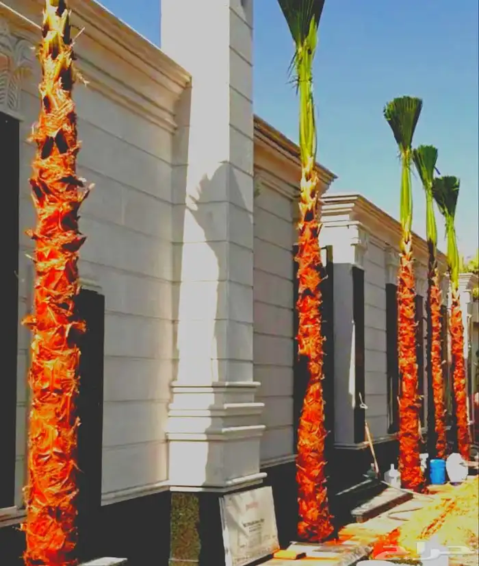 نخل مثمر للبيع نقايل جثايث فسائل نخل واشنطني زينه واشنطنيا 3