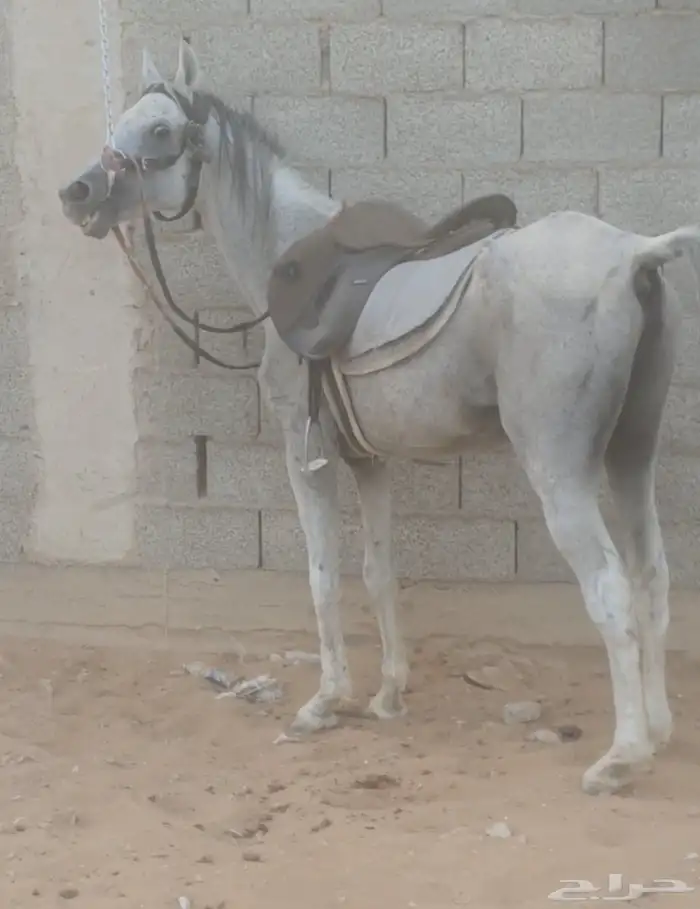حصان شعبي 2