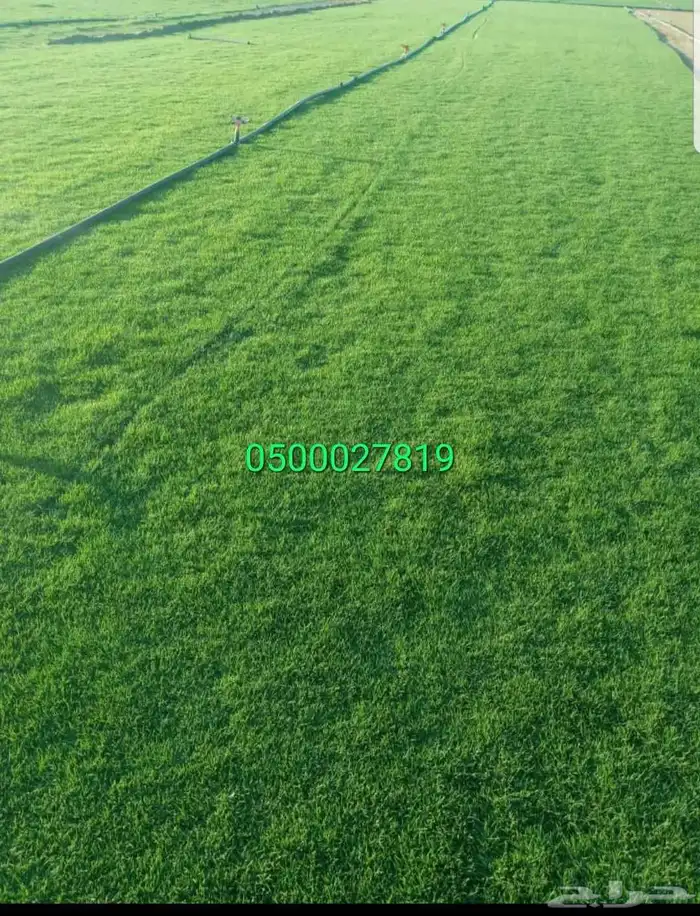 نخل واشنطني ثيل طبيعي للبيع 11