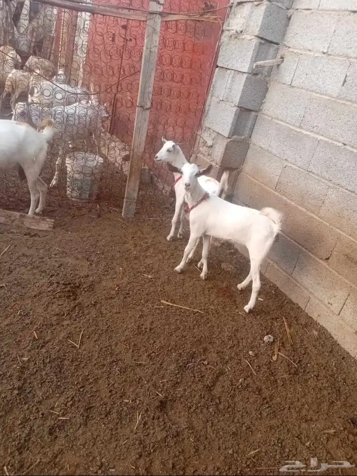 عناق 2 البيع مشروطه من كل عايب 2
