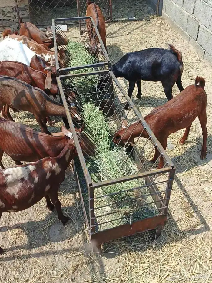 بهم مندي 2