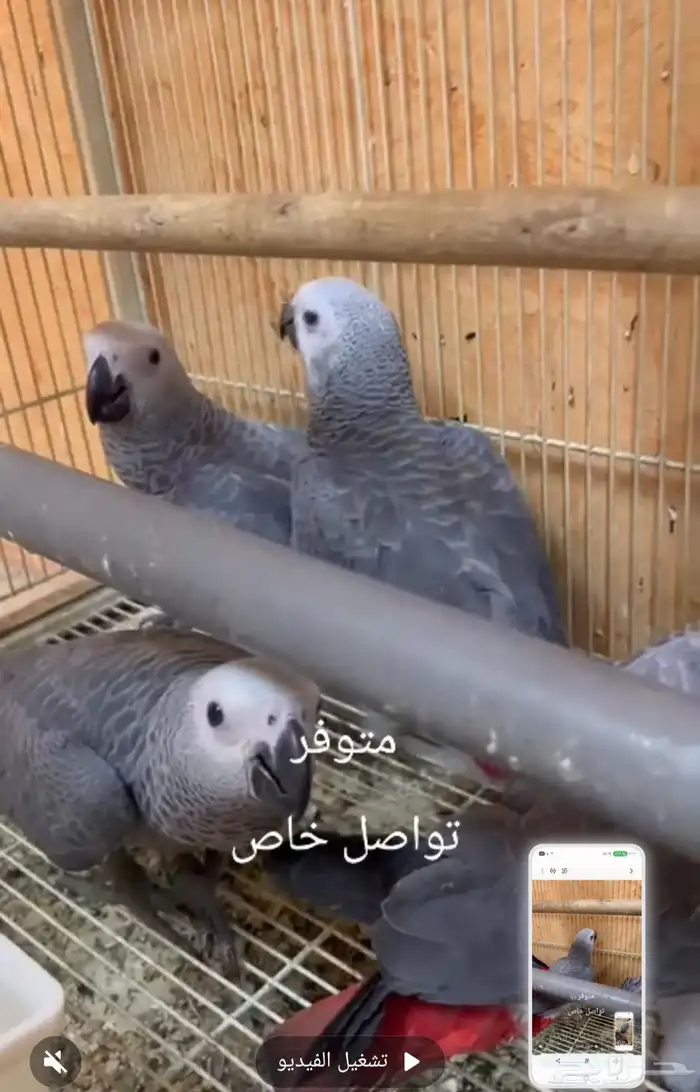 فروخ كاسكو اليفه 0