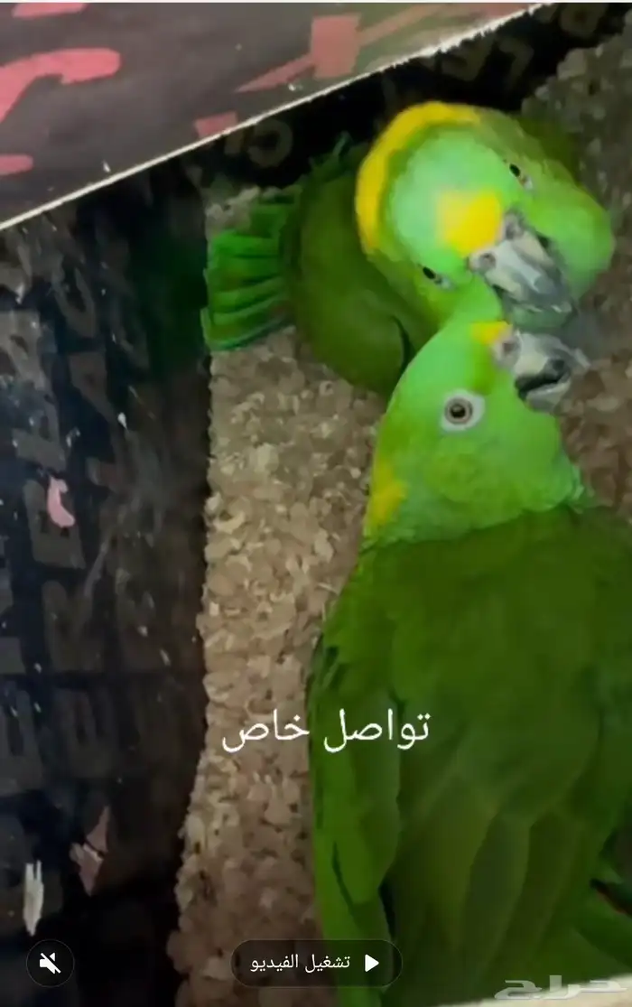 زوج يلوناب منتج مشروط 0