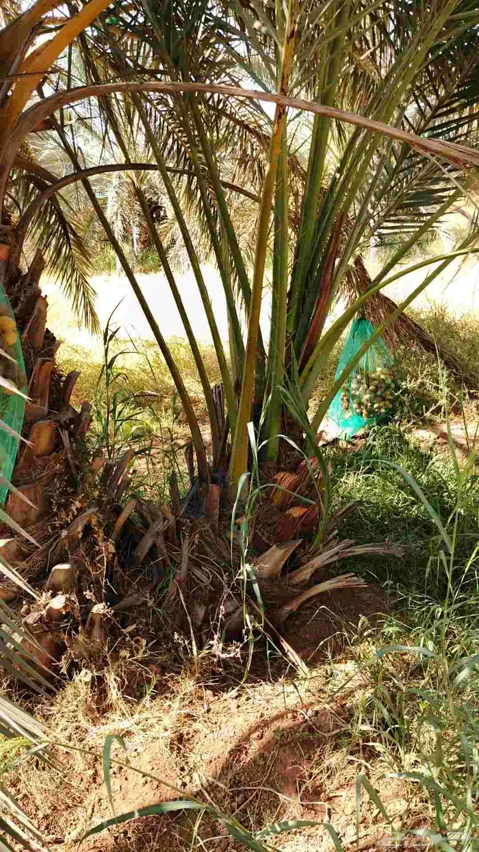 نخل للبيع 50 فرخ برحي للبيع الموقع الزلفي 2