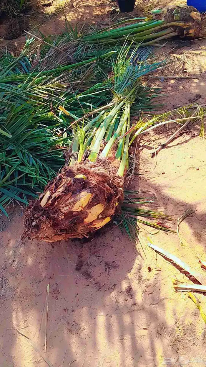 نخل للبيع 3