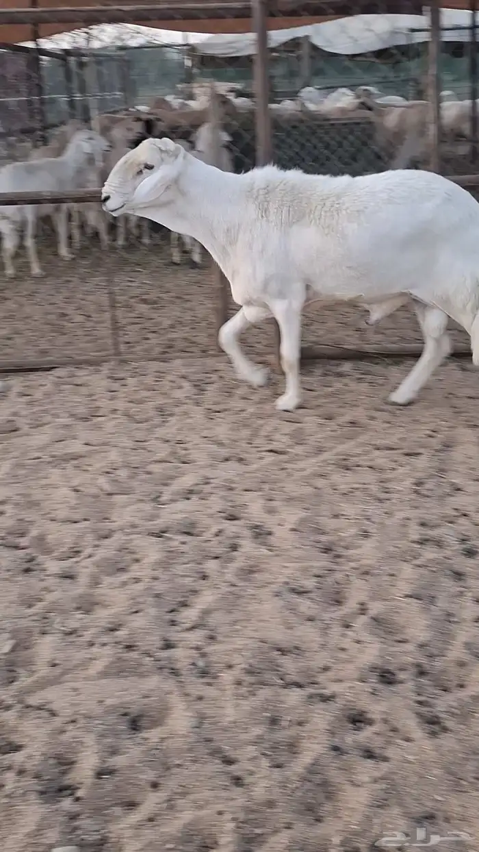 الخروف للبيع السن ثني 1