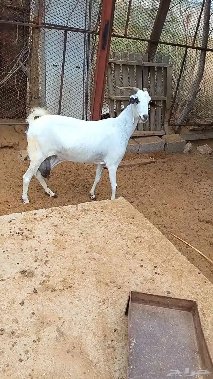 جفره وعنز بيشيات 1