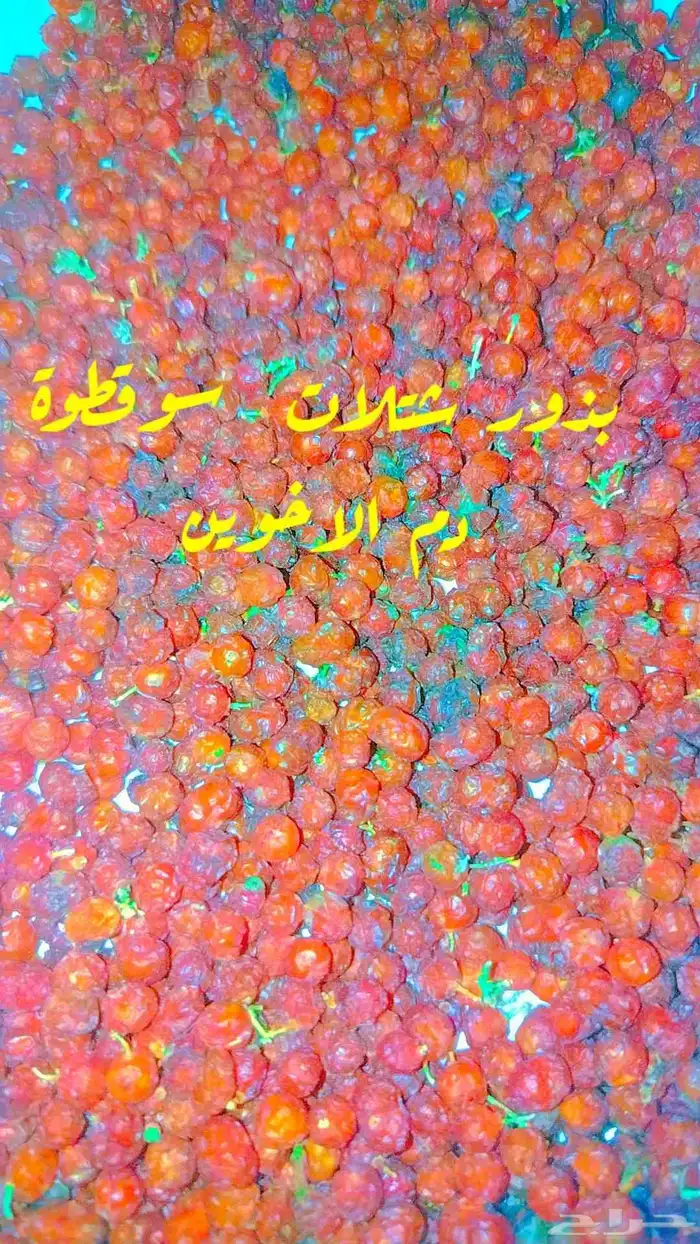 دم الأخوين شجرة سوقطوة بذور 0