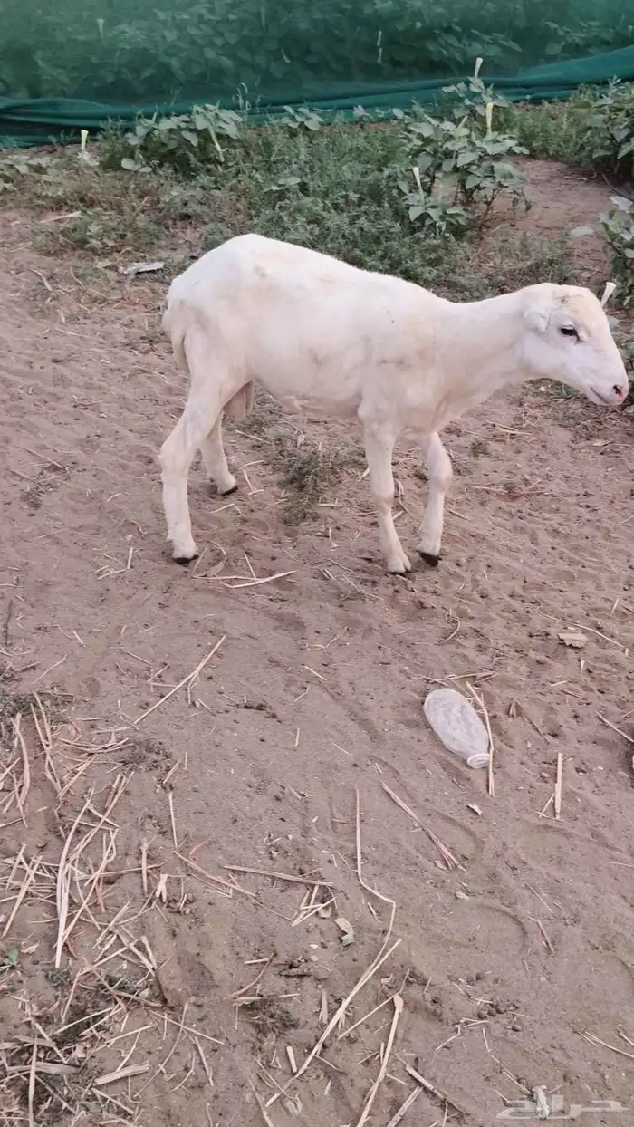 طلي كبش خروف للبيع 5