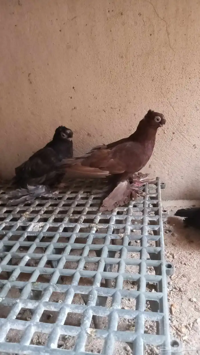 سلام عليكم 0