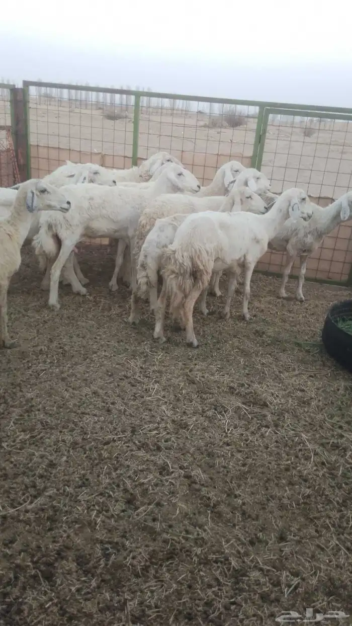 اذان دفيع مضاريع 2