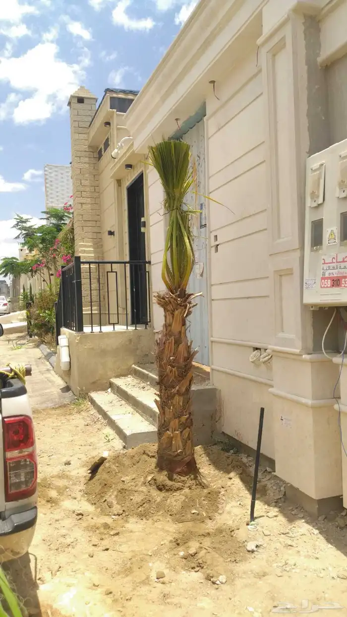يوجد الدنيا جميع انواع النخيل الزينه والعربي وجميع انوع المق 0