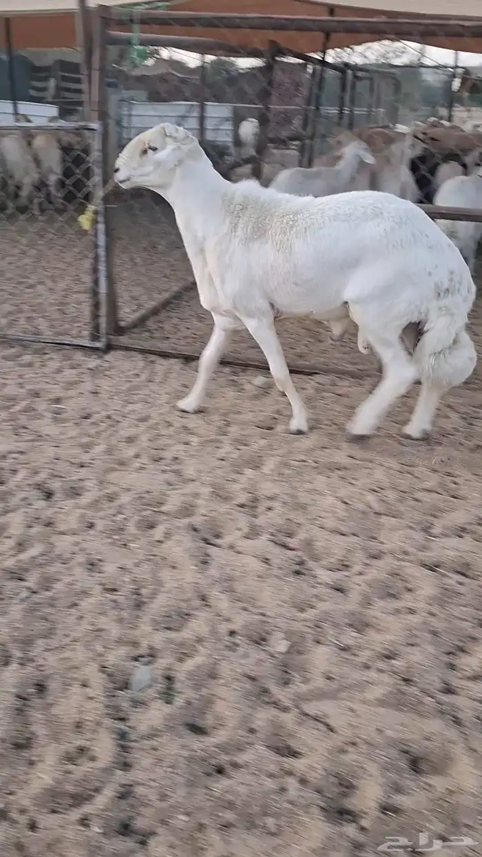 الخروف للبيع السن ثني 0