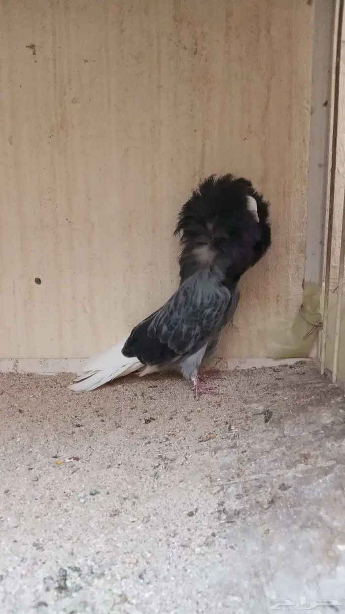 سلام عليكم 2