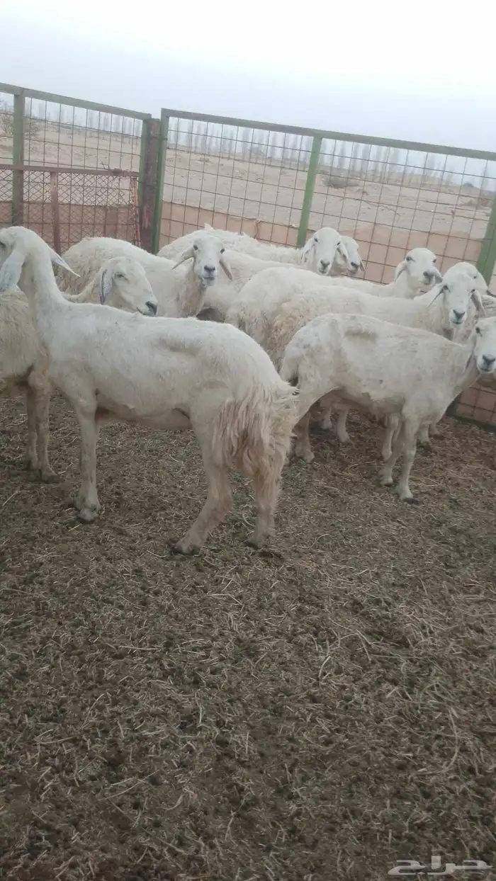 اذان دفيع مضاريع 1