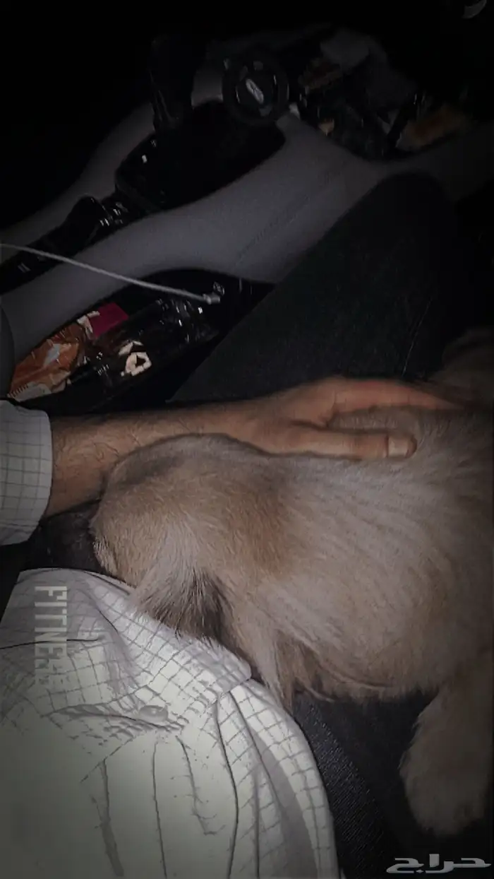 كلب مفقود ف حى المشرفه ناحيه سوق غراب اذا له صاحب يتواصل معى 1
