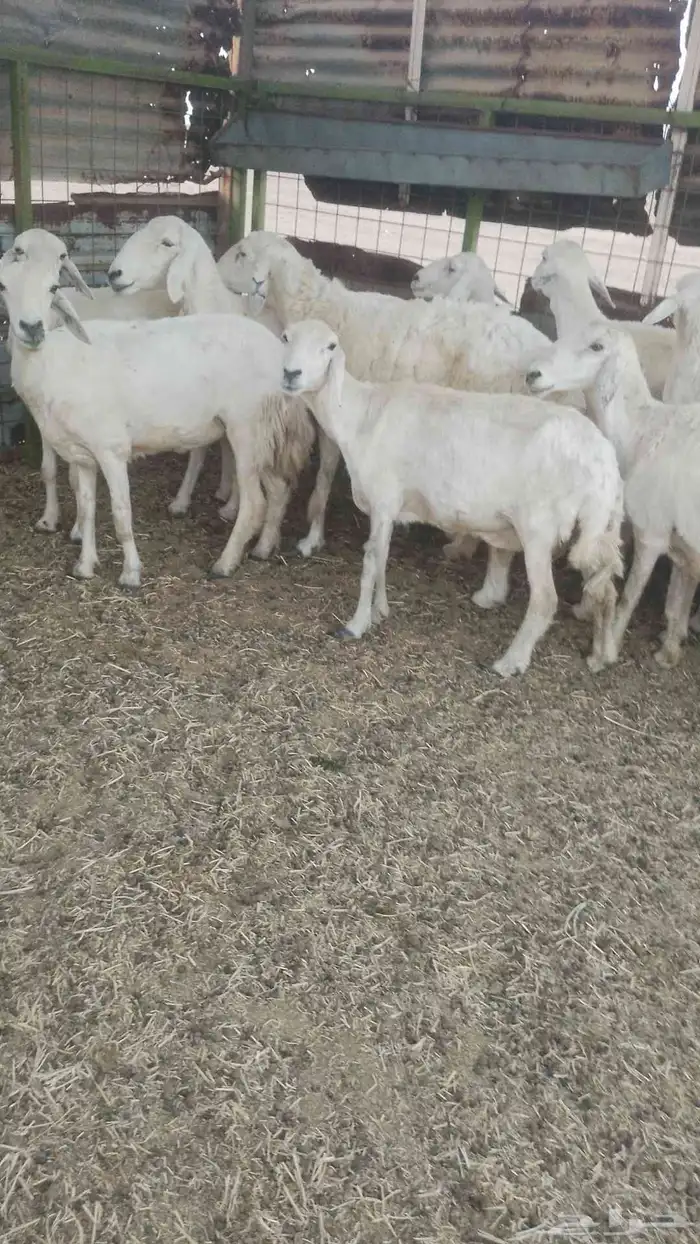 اذان دفيع مضاريع 0