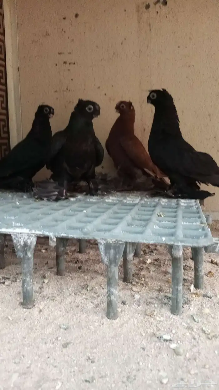 سلام عليكم 1