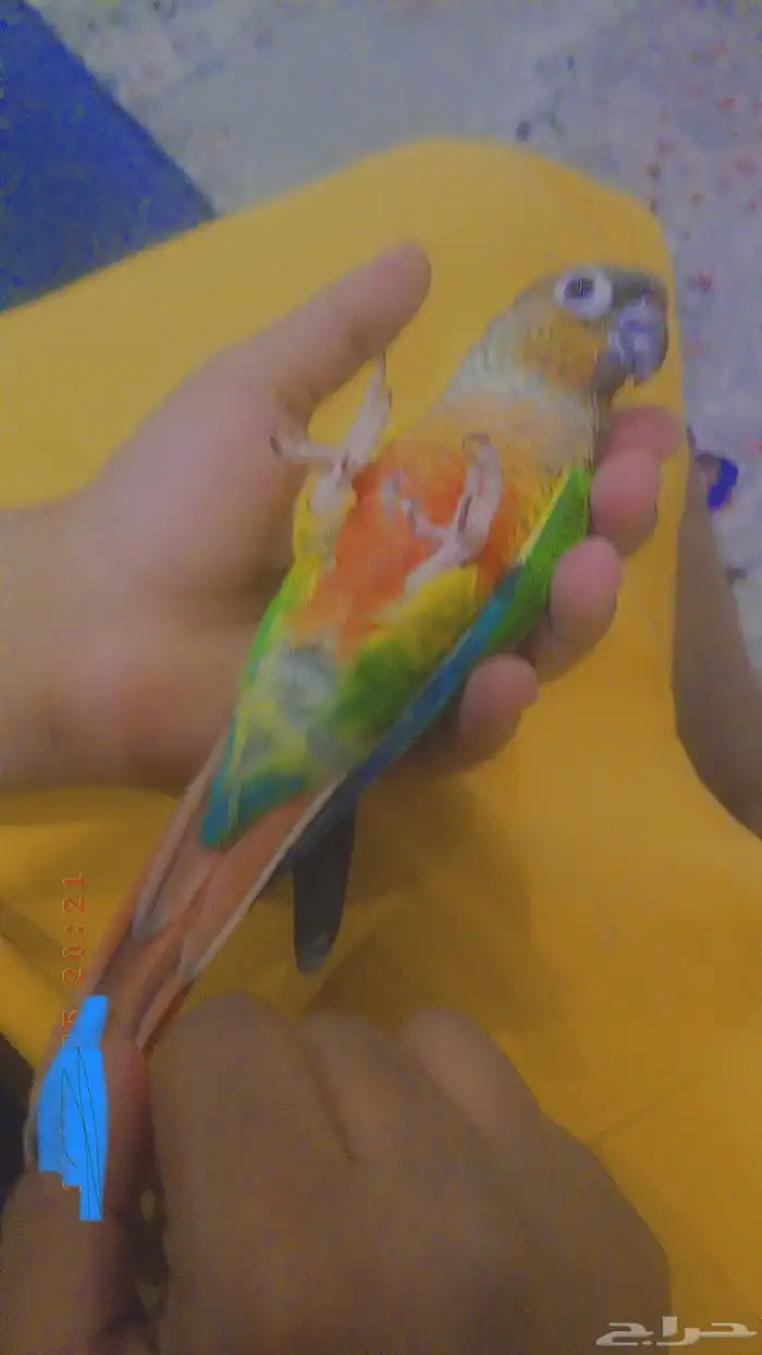 كنيور اليف 1