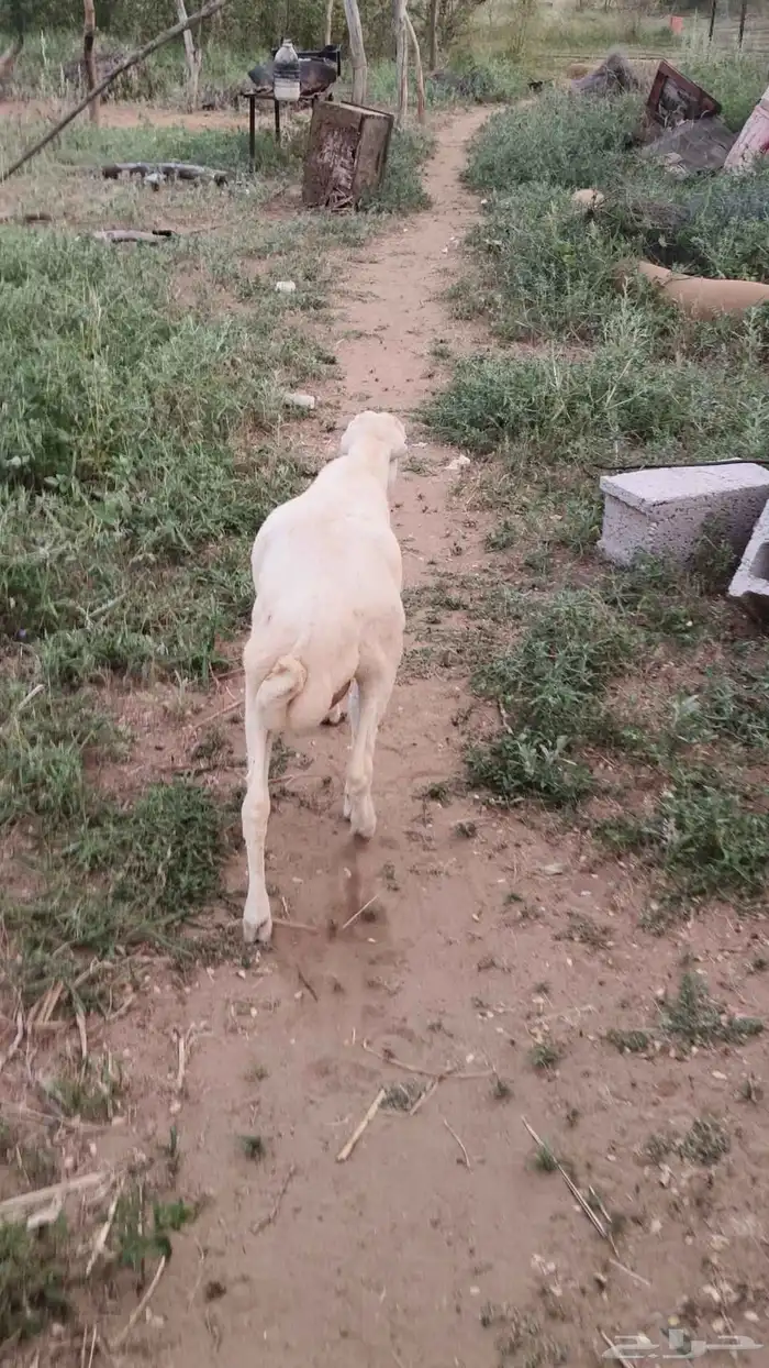 للبيع كبش رفيدي شحم ولحم 1