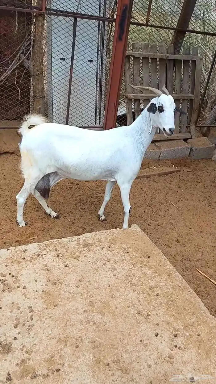 جفره وعنز بيشيات 0