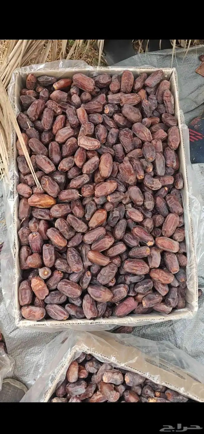 تمر خضري للبيع حوالي 1800 كرتون موز الوزن مابين 20 و 21 0