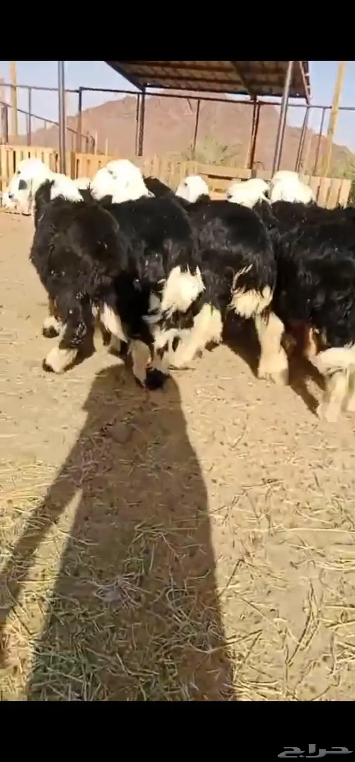 رخال نجاده جذعان 1