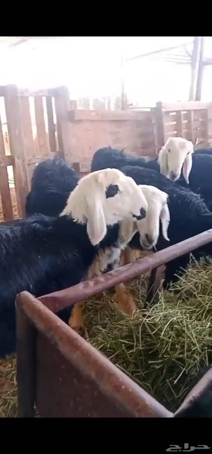 رخال نجاده جذعان 2