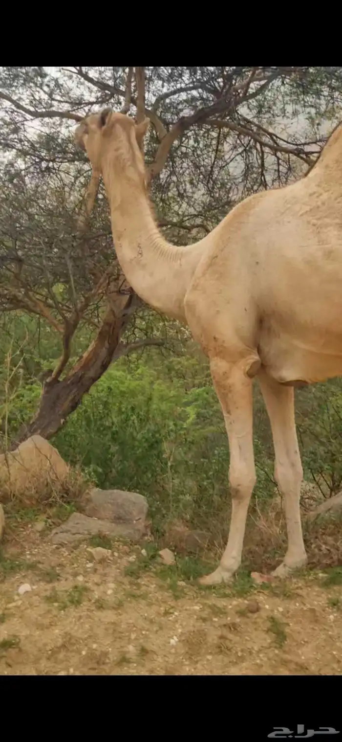 ناقة طيبة السن سدسه 0