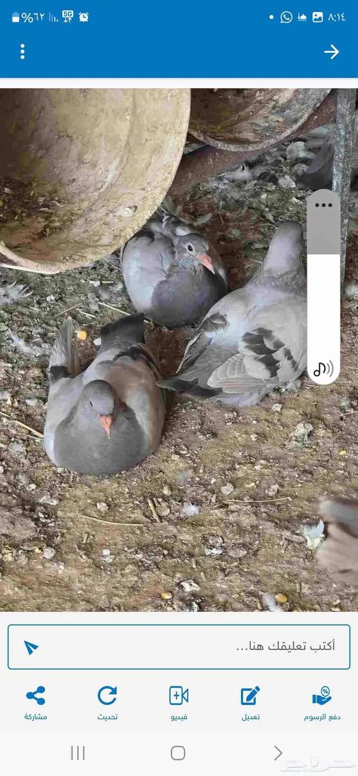 فروخ حمام زاجل 1
