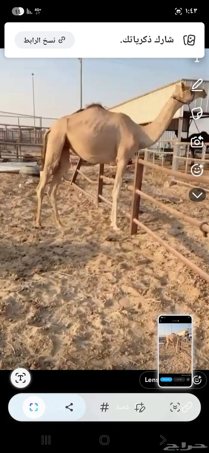 لقيه طيبه 1