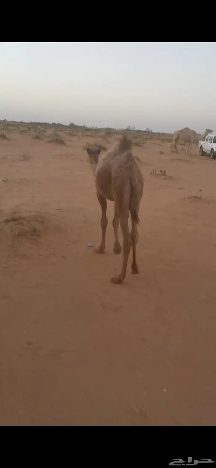 حشو بريه بكرة وقعود 2