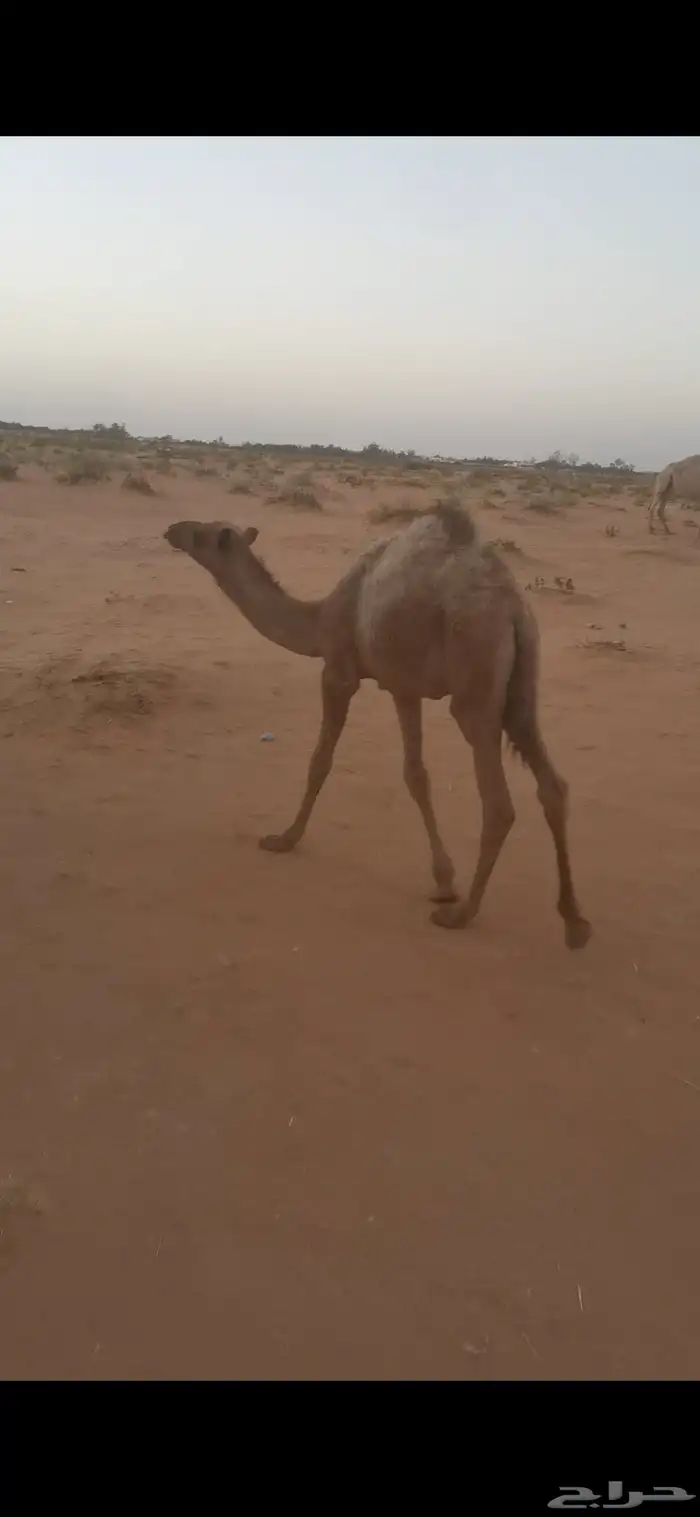 حشو بريه بكرة وقعود 3