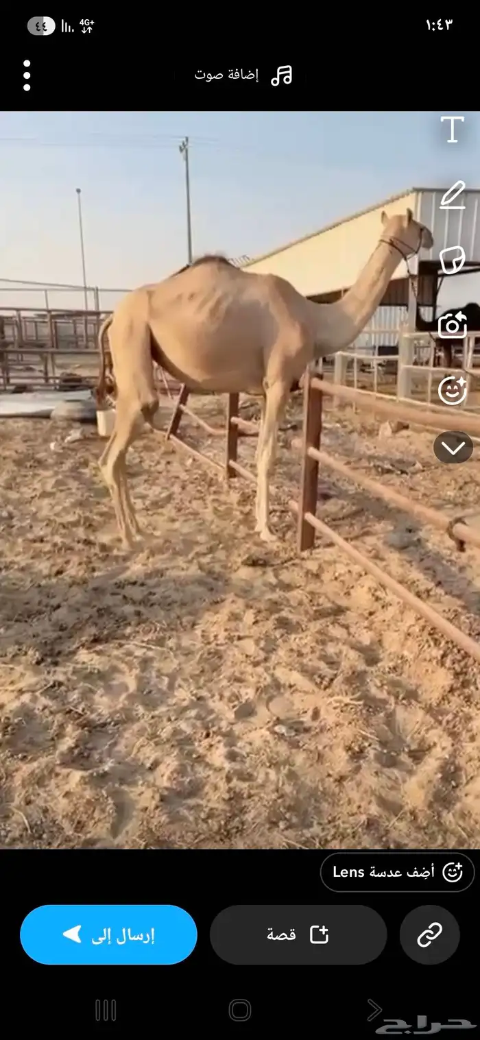 لقيه طيبه 2