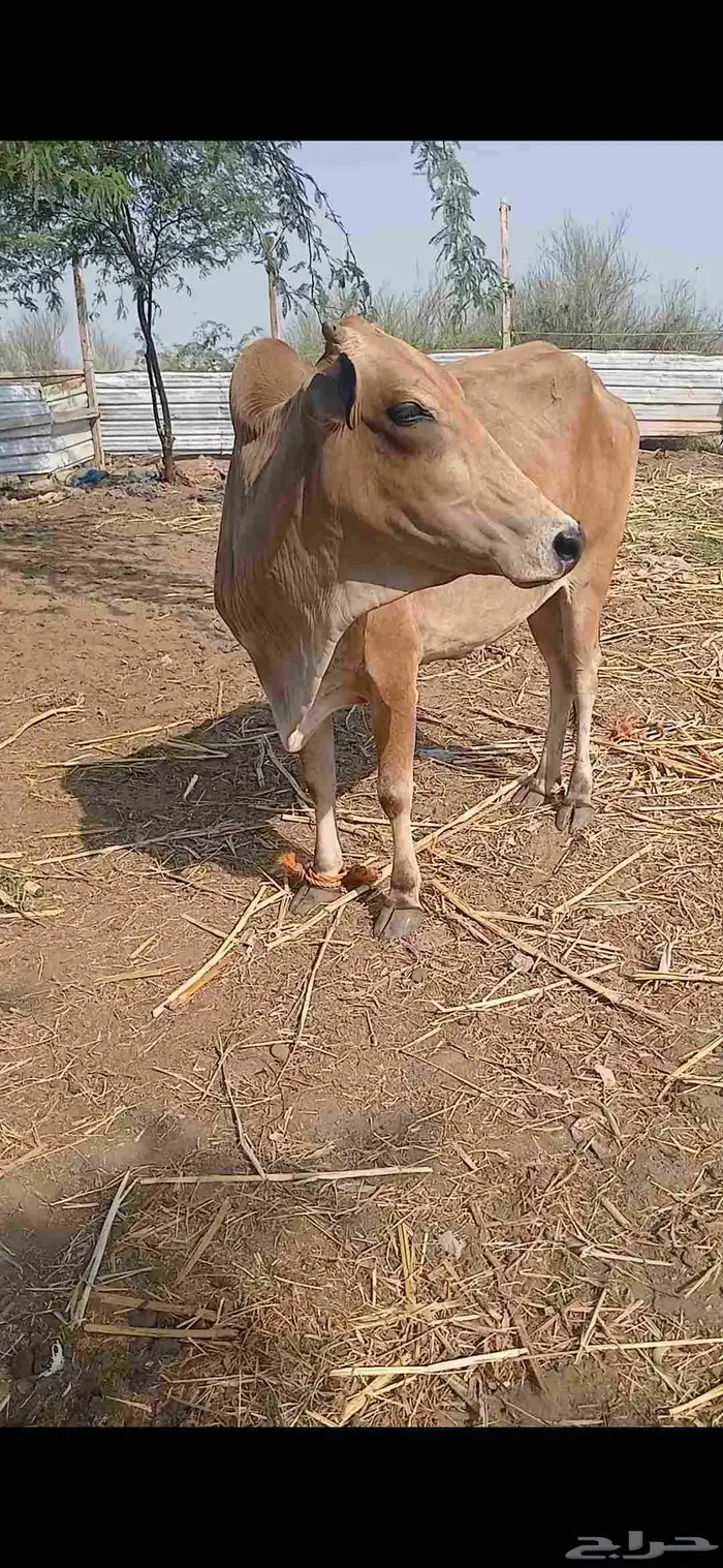 بقر 2