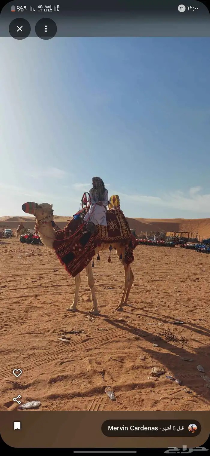 يوجد لدينا اجار جمال وا خيول وا دبابات بي اليوم وا الاسبوع و 2