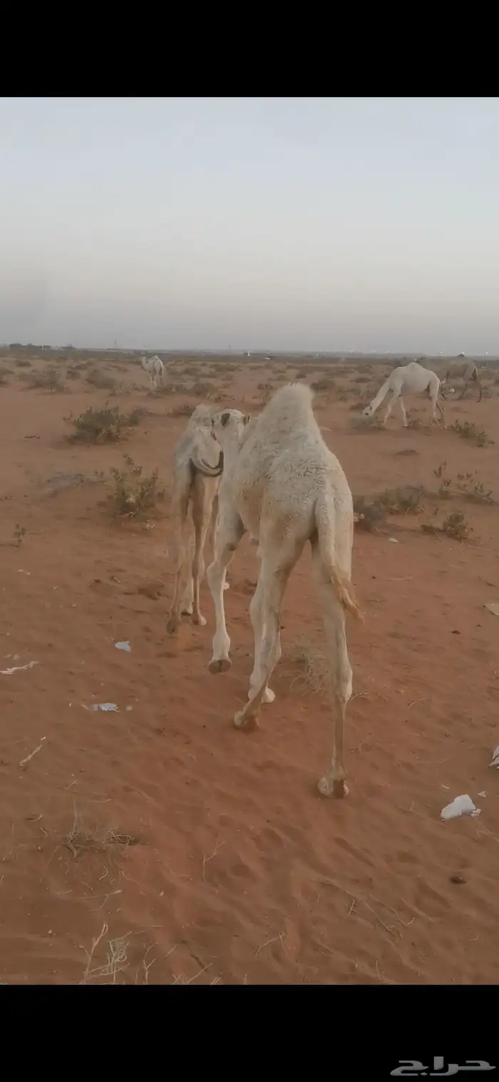 حشو بريه بكرة وقعود 0