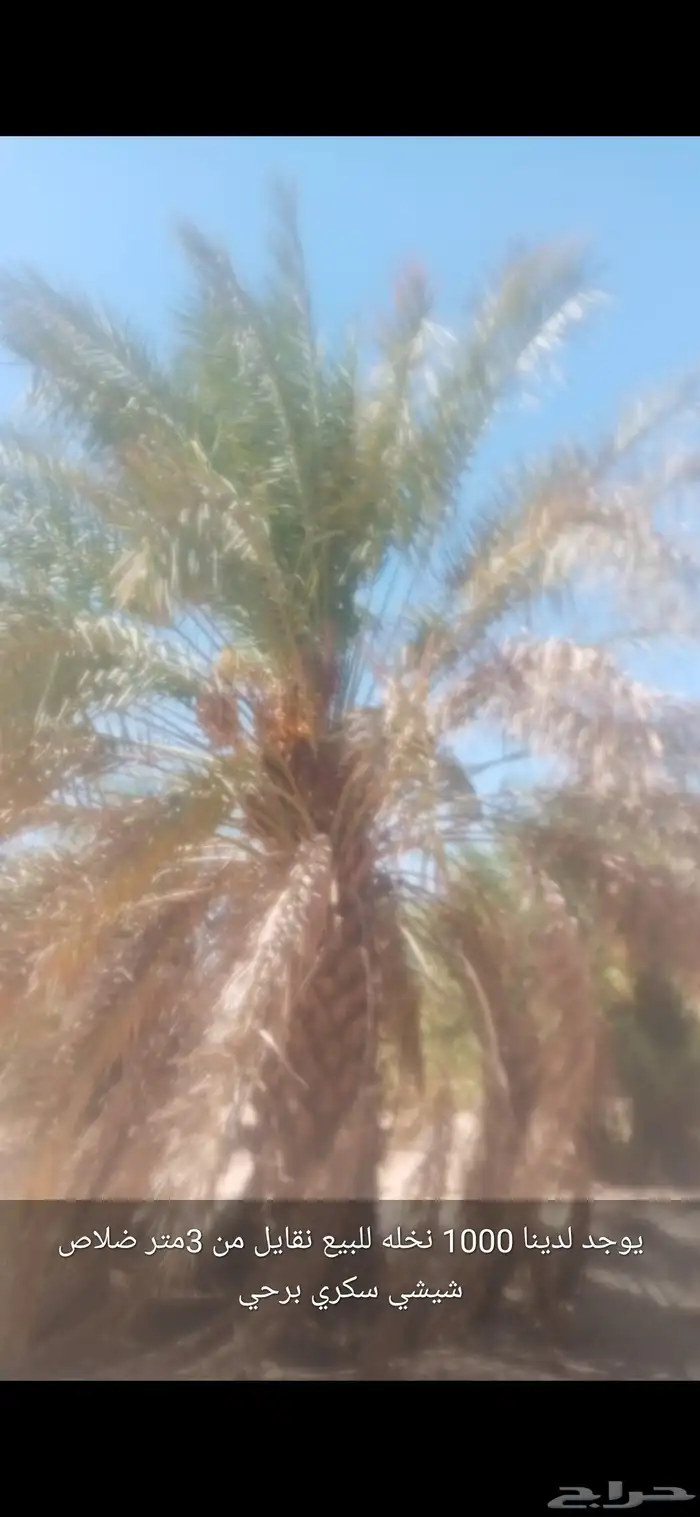 بيع نخل 0
