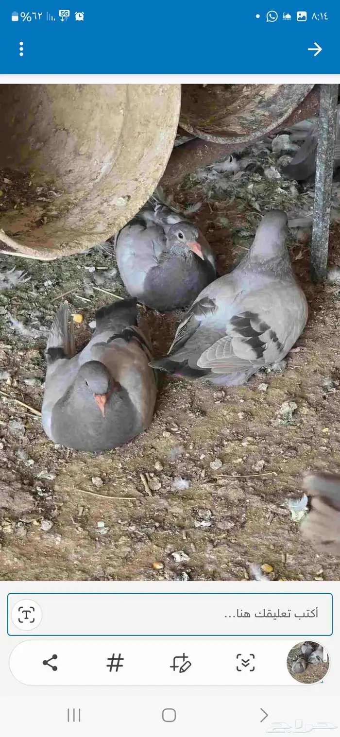 فروخ حمام زاجل 0