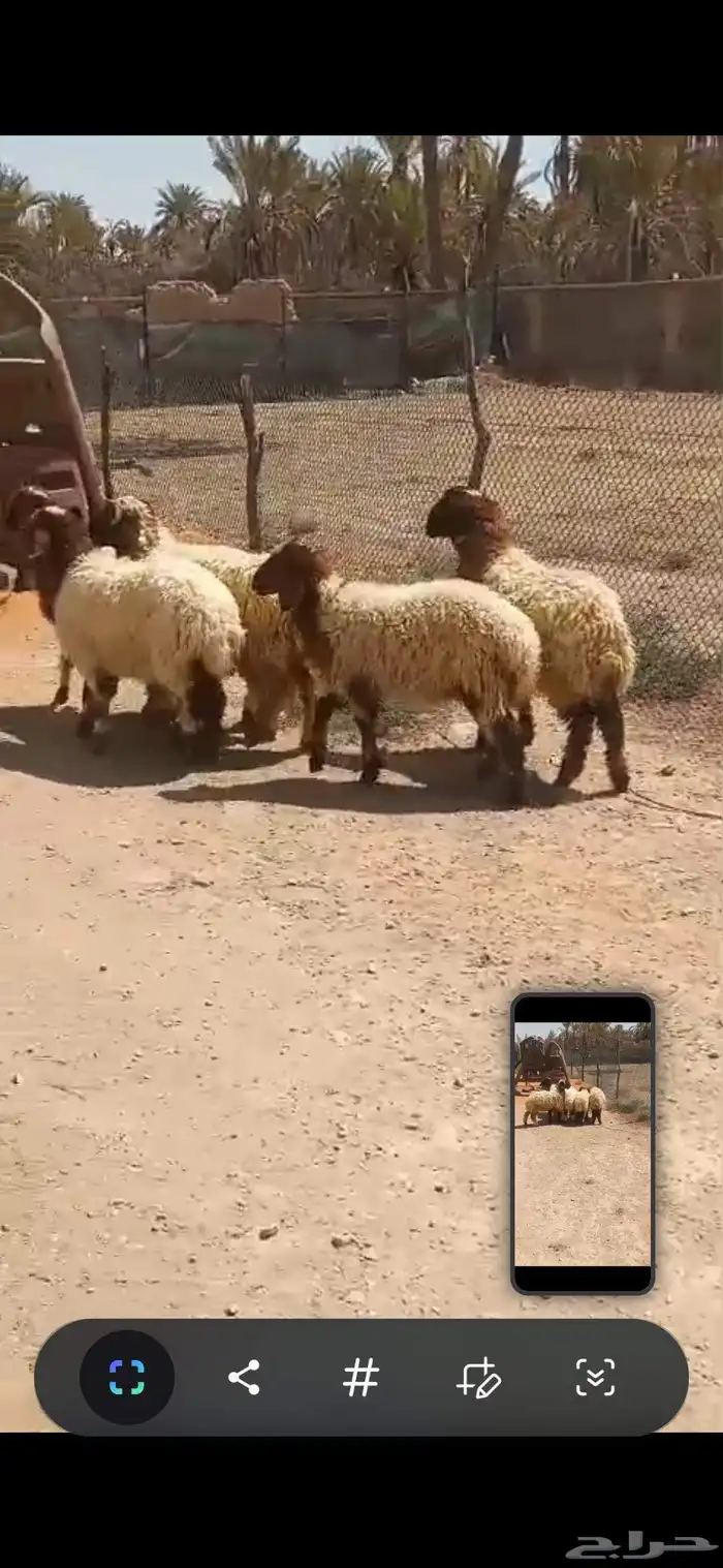 للبيع عدد8 هرافى نعيم واحد طلي وسبع رخال نظيفه وسمينه 2