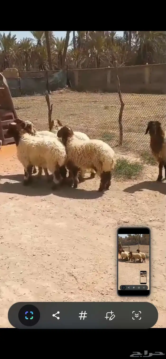 للبيع عدد8 هرافى نعيم واحد طلي وسبع رخال نظيفه وسمينه 1