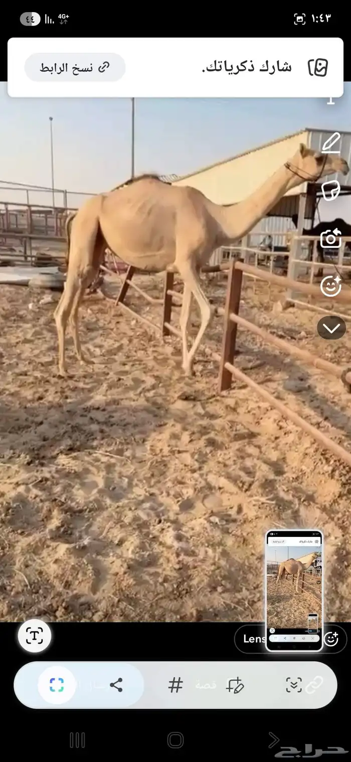 لقيه طيبه 0