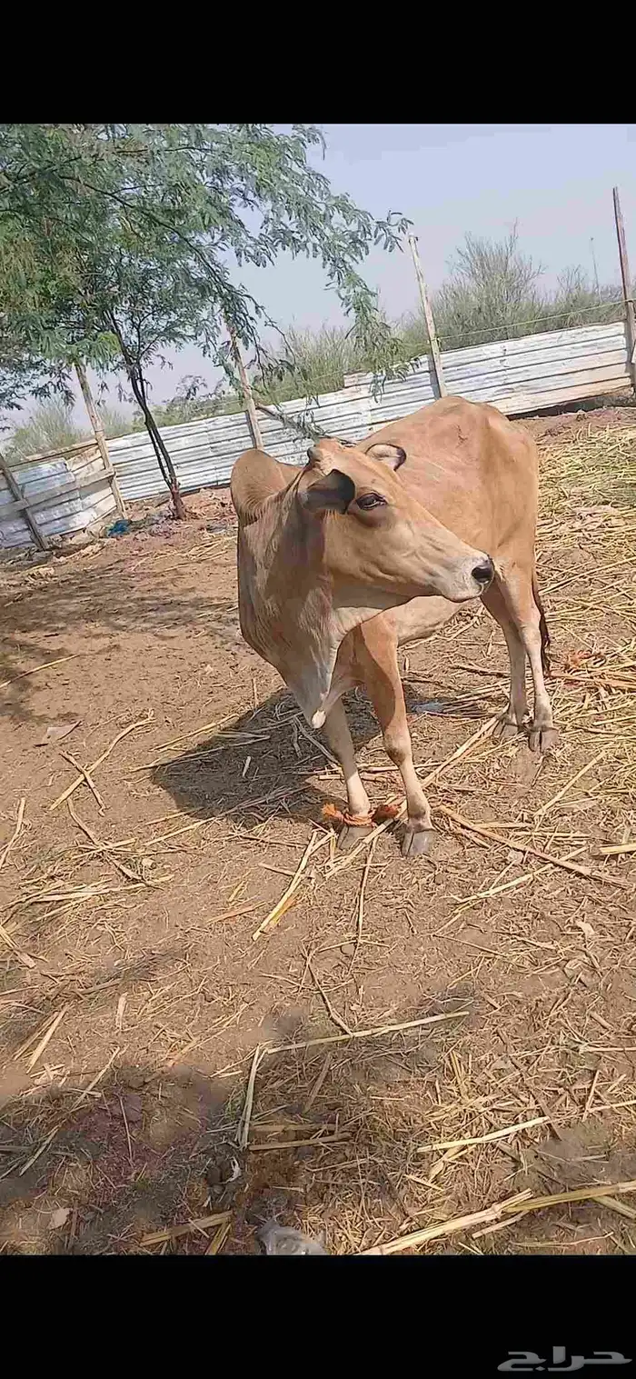 بقر 1