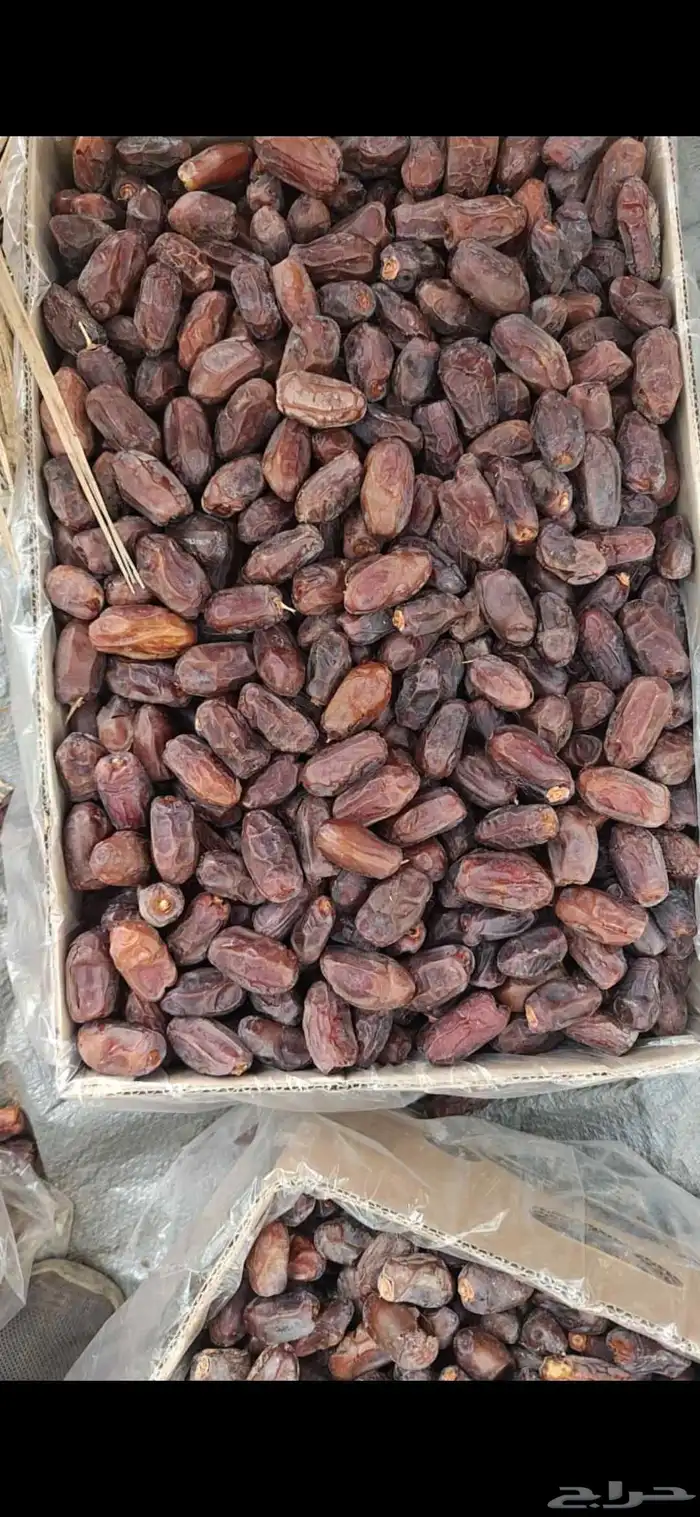 تمر خضري للبيع حوالي 1800 كرتون موز الوزن مابين 20 و 21 1