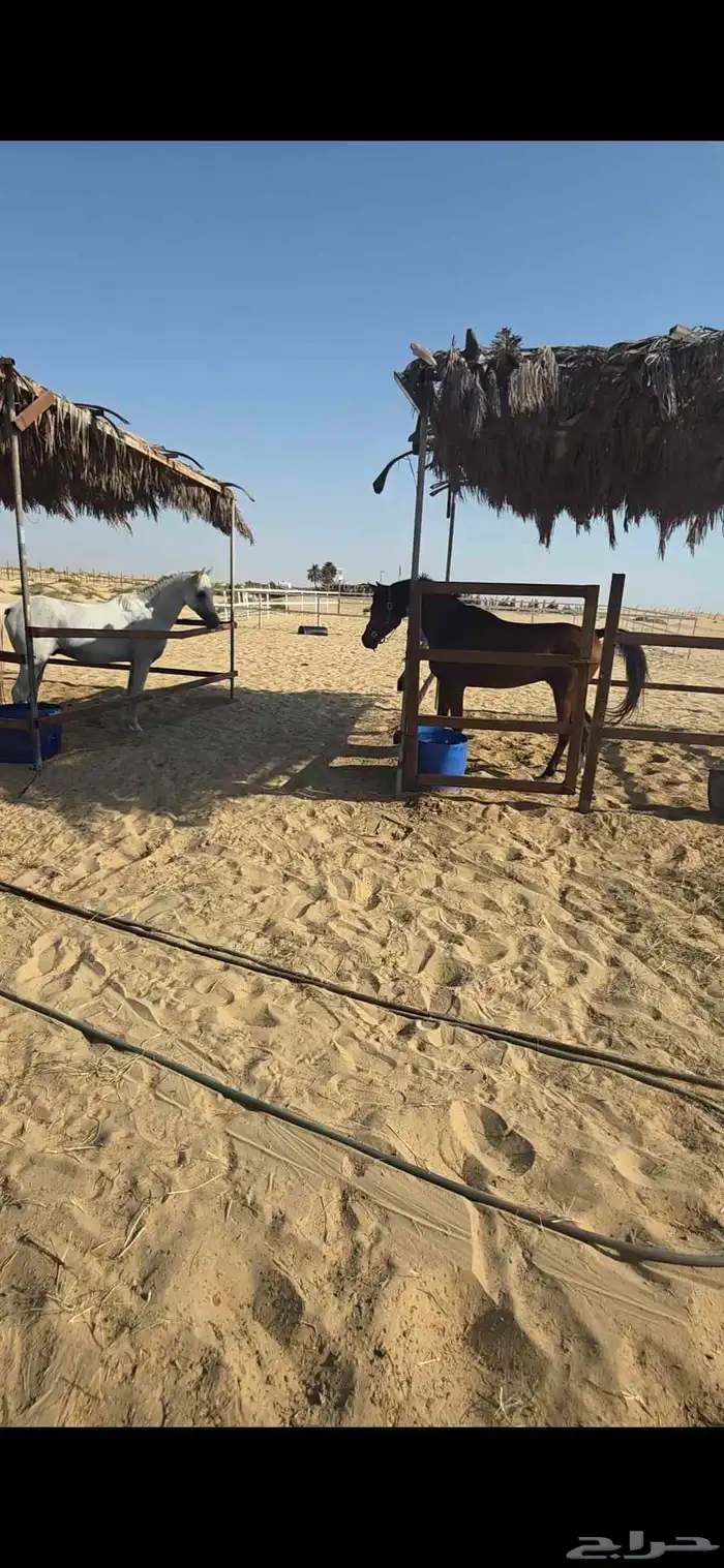 للبيع حصان كفو 3