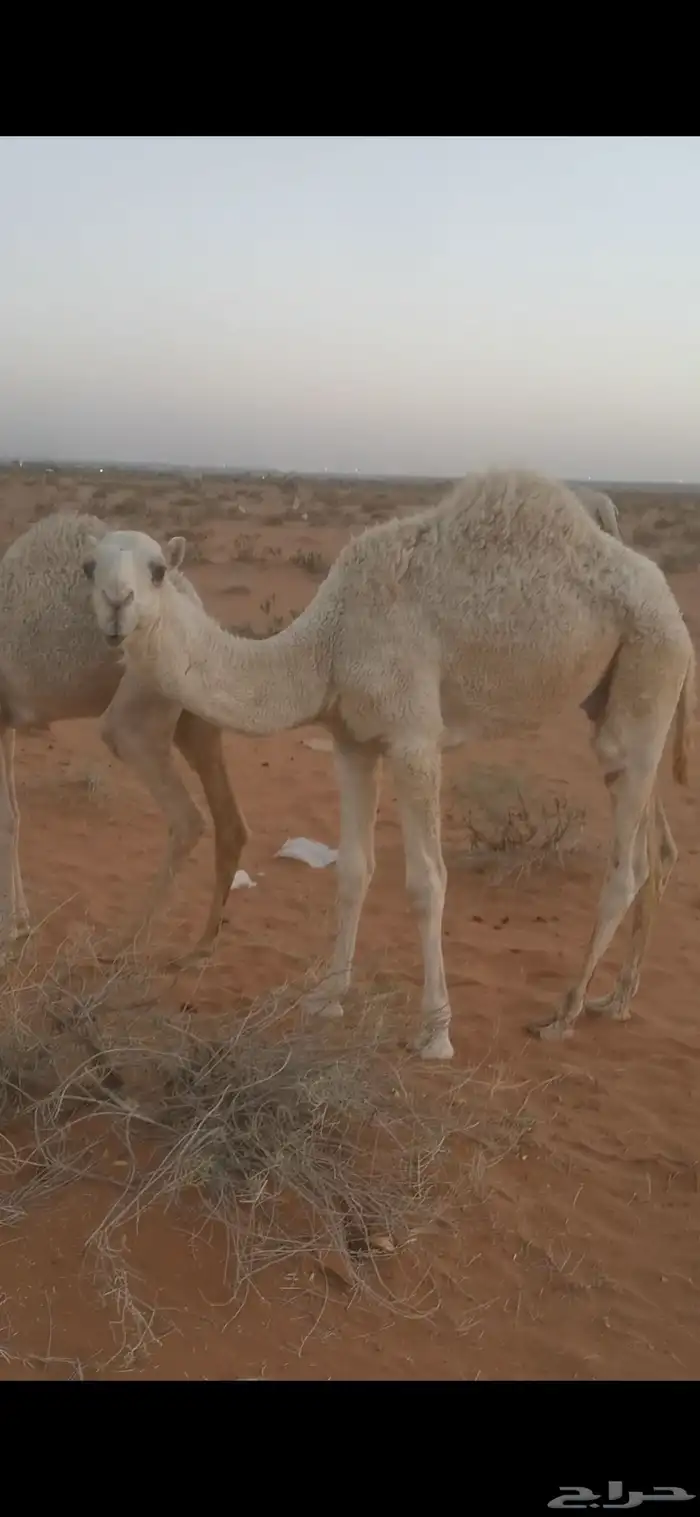 حشو بريه بكرة وقعود 1