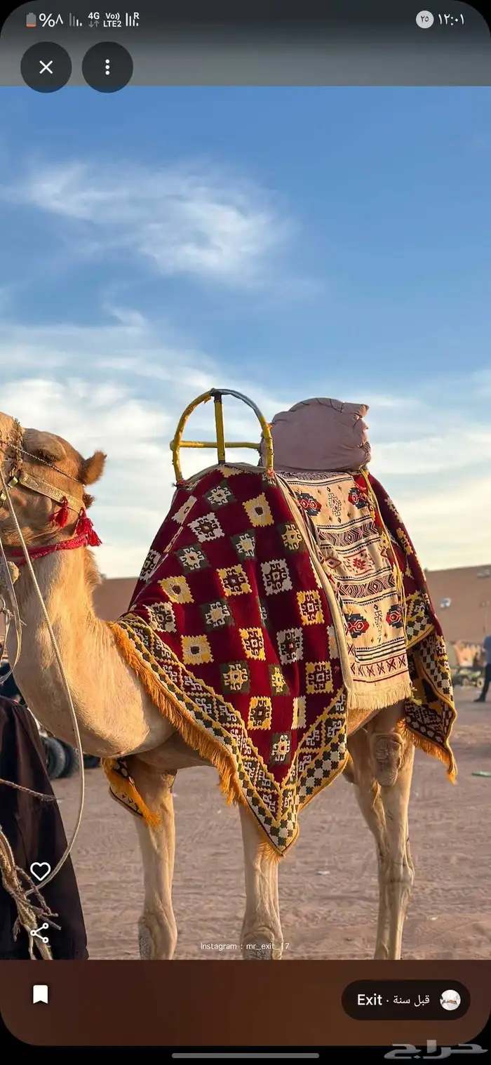 يوجد لدينا اجار جمال وا خيول وا دبابات بي اليوم وا الاسبوع و 0