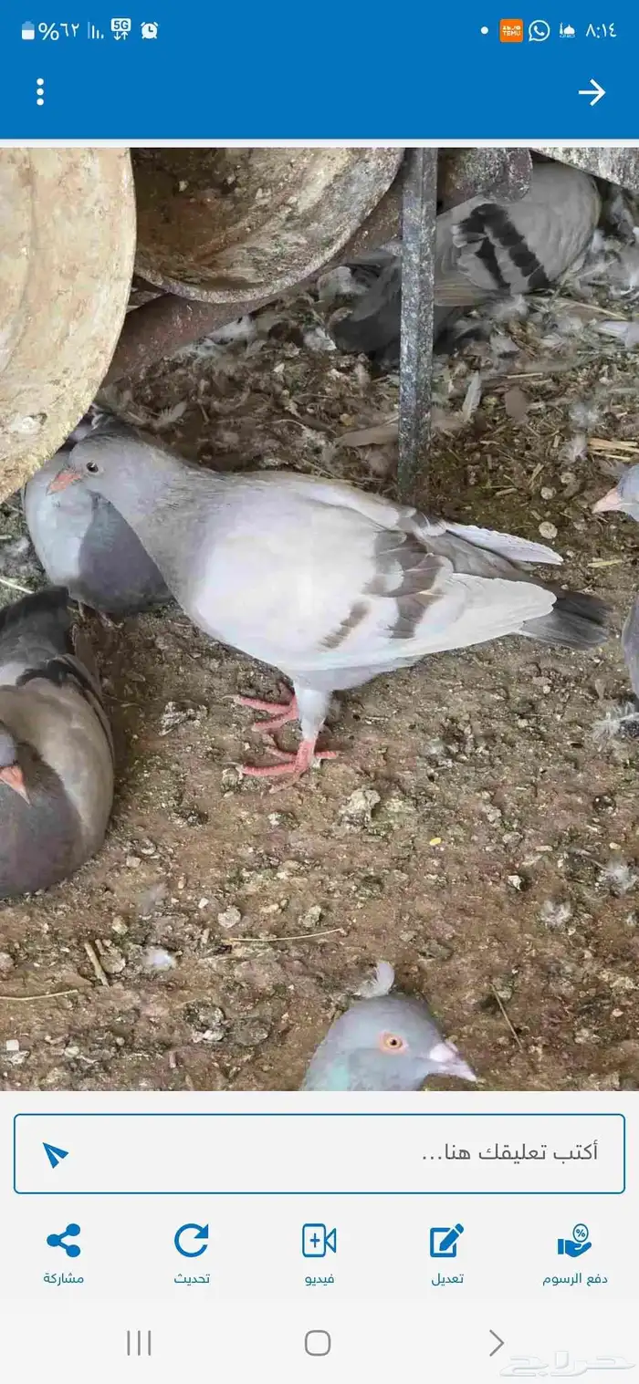 فروخ حمام زاجل 2
