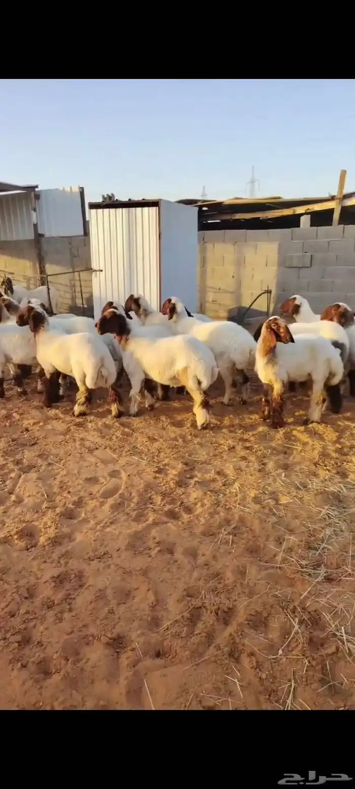 للبيع غنم نعيم جذعات وثنوات 1
