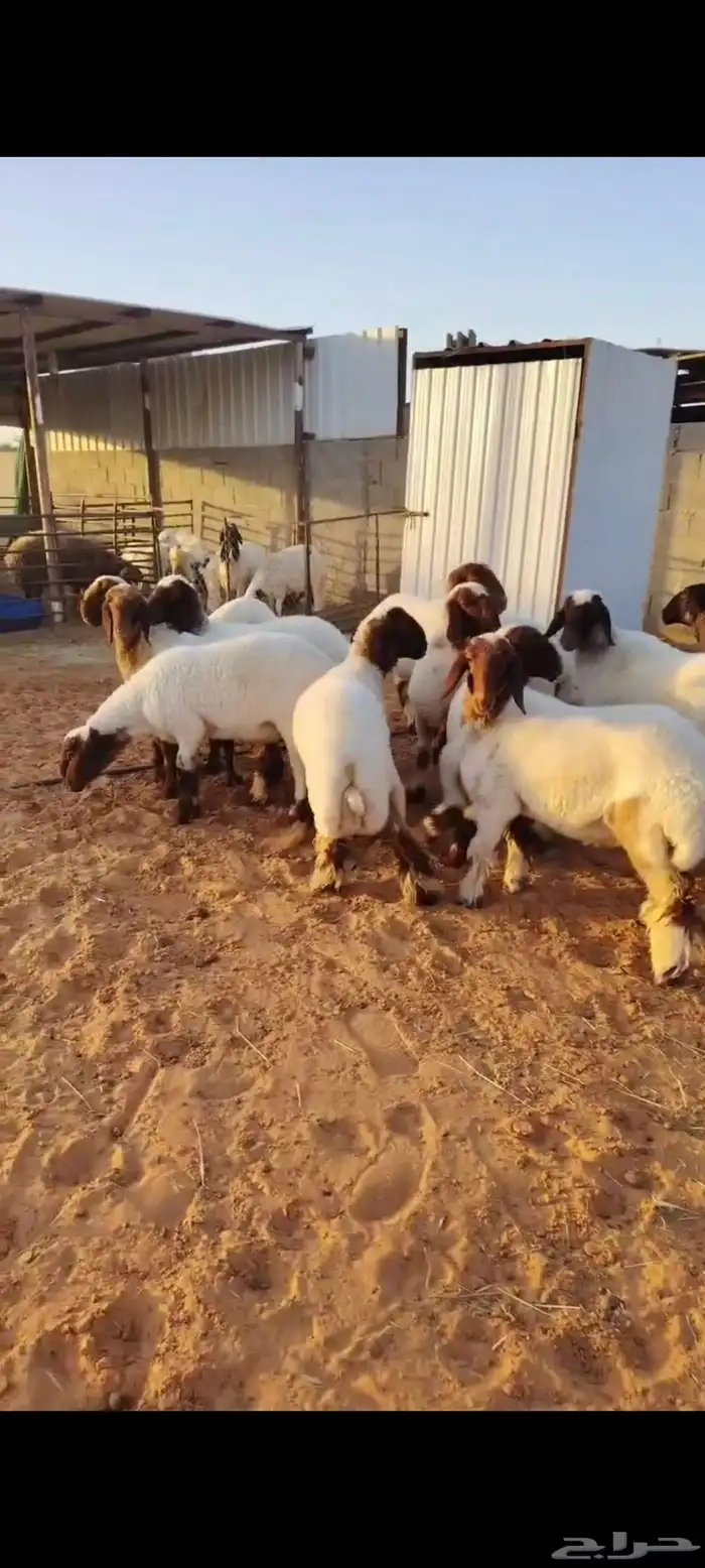 للبيع غنم نعيم جذعات وثنوات 3